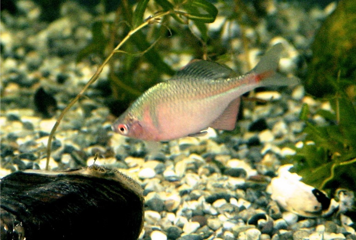 ���������w�Z�@�������@�A�I�R��